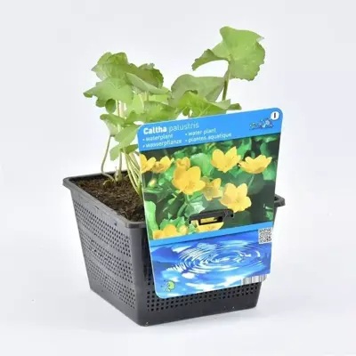 Caltha palustris (Dotterbloem) - afbeelding 1