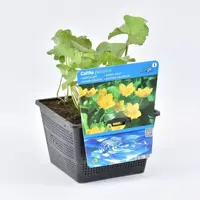 Caltha palustris (Dotterbloem) - afbeelding 1