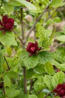 Calycanthus x raulstonii 'Hartlage Wine' (Calycanthus 'Hartlage Wine') - afbeelding 4