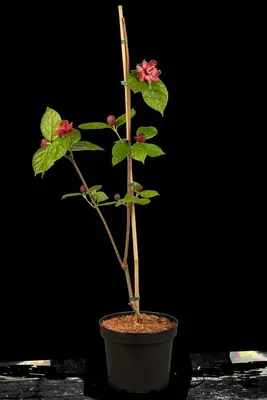 Calycanthus x raulstonii 'Hartlage Wine' (Calycanthus 'Hartlage Wine') - afbeelding 5
