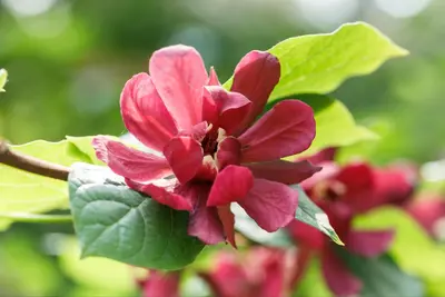 Calycanthus x raulstonii 'Hartlage Wine' (Calycanthus 'Hartlage Wine') - afbeelding 1