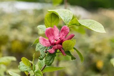 Calycanthus x raulstonii 'Hartlage Wine' (Calycanthus 'Hartlage Wine') - afbeelding 2
