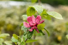 Calycanthus x raulstonii 'Hartlage Wine' (Calycanthus 'Hartlage Wine') - afbeelding 2