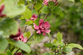 Calycanthus x raulstonii 'Hartlage Wine' (Calycanthus 'Hartlage Wine') - afbeelding 3
