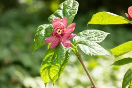 Calycanthus x raulstonii 'Hartlage Wine' (Calycanthus 'Hartlage Wine') - afbeelding 6