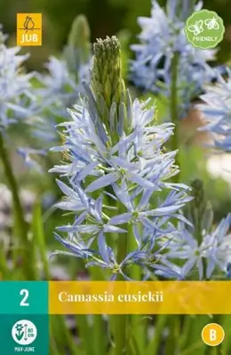 Camassia cusickii 2 stuks - afbeelding 1