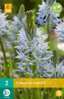 Camassia cusickii 2 stuks - afbeelding 1