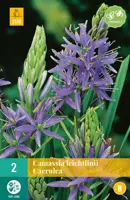 Camassia Leichtlinii 2 stuks