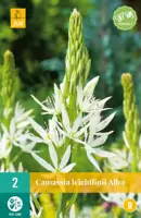 Camassia Leichtlinii alba 2 stuks - afbeelding 1