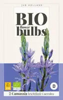 Camassia leichtlinii Caerulea 2 stuks biologisch geteeld - afbeelding 2