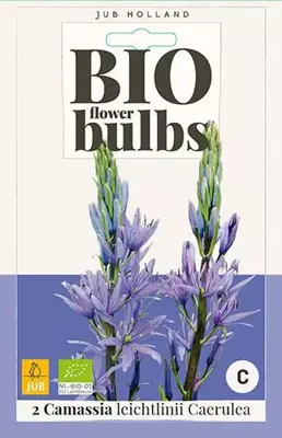 Camassia leichtlinii Caerulea 2 stuks biologisch geteeld - afbeelding 1