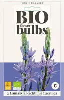 Camassia leichtlinii Caerulea 2 stuks biologisch geteeld - afbeelding 1