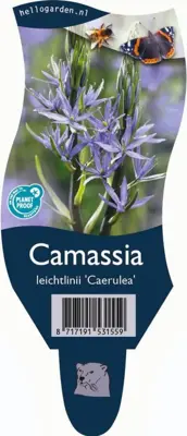 Camassia leichtlinii 'Caerulea' (Prairielelie) - afbeelding 1