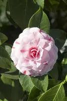 Camellia (Camelia) - afbeelding 1