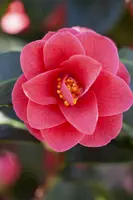 Camellia (Camelia) - afbeelding 2
