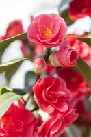 Camellia (Camelia) - afbeelding 3