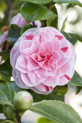 Camellia (Camelia) - afbeelding 4