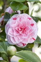 Camellia (Camelia) - afbeelding 4