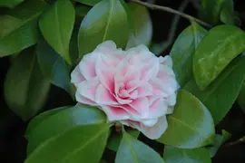 Camellia (Camelia) - afbeelding 5