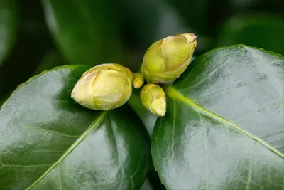 Camellia (Camelia) - afbeelding 6