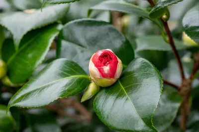 Camellia (Camelia) - afbeelding 7