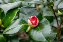 Camellia (Camelia) - afbeelding 7