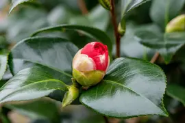 Camellia (Camelia) - afbeelding 8