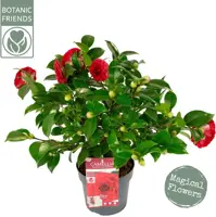 Camellia japonica 'Black Lace' (Japanse Roos) 75cm - afbeelding 1