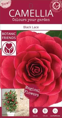 Camellia japonica 'Black Lace' (Japanse Roos) 75cm - afbeelding 4