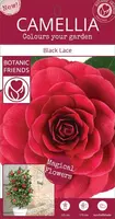 Camellia japonica 'Black Lace' (Japanse Roos) 75cm - afbeelding 4