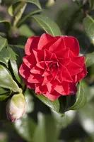 Camellia japonica 'Black Lace' (Japanse Roos) 75cm - afbeelding 5