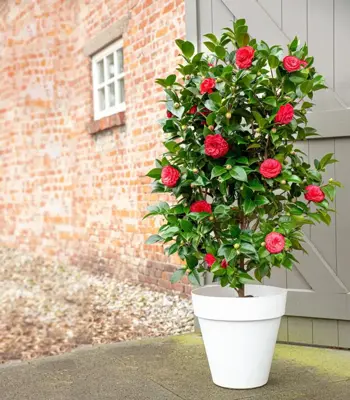 Camellia japonica 'Black Lace' (Japanse Roos) 75cm - afbeelding 3