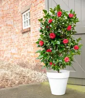 Camellia japonica 'Black Lace' (Japanse Roos) 75cm - afbeelding 3