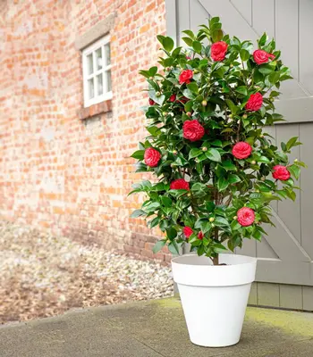 Camellia japonica 'Black Lace' (Japanse Roos) 75cm - afbeelding 3
