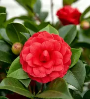 Camellia japonica 'Black Lace' (Japanse Roos) 75cm - afbeelding 2