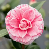 Camellia japonica 'Bonomiana' (Japanse Roos) 75cm - afbeelding 2