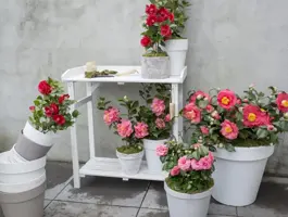 Camellia japonica 'Bonomiana' (Japanse Roos) 75cm - afbeelding 4