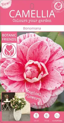 Camellia japonica 'Bonomiana' (Japanse Roos) 75cm - afbeelding 3