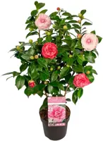 Camellia japonica 'Bonomiana' (Japanse Roos) 75cm - afbeelding 1