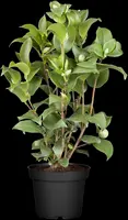 Camellia japonica (Japanse Roos) - afbeelding 24