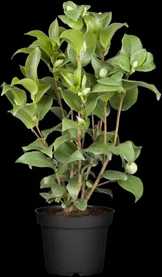 Camellia japonica (Japanse Roos) - afbeelding 24