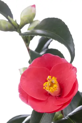 Camellia japonica (Japanse Roos) - afbeelding 2