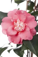 Camellia japonica (Japanse Roos) - afbeelding 7