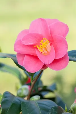Camellia japonica (Japanse Roos) - afbeelding 25