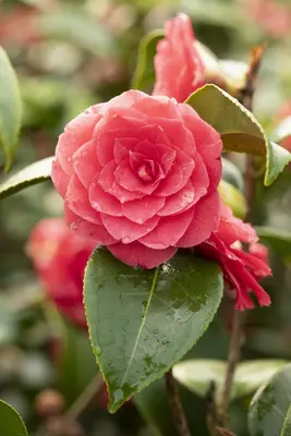 Camellia japonica (Japanse Roos) - afbeelding 33