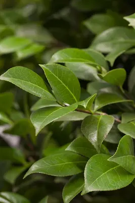 Camellia japonica (Japanse Roos) - afbeelding 35