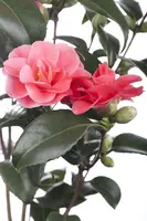 Camellia japonica (Japanse Roos) - afbeelding 10