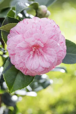 Camellia japonica (Japanse Roos) - afbeelding 23