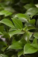 Camellia japonica (Japanse Roos) - afbeelding 35