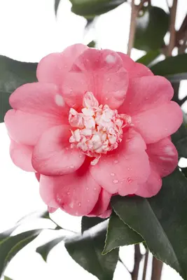 Camellia japonica (Japanse Roos) - afbeelding 7